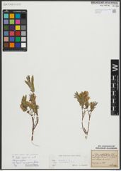 Foto von Salix repens subsp. incubacea (L.) A. Neumann